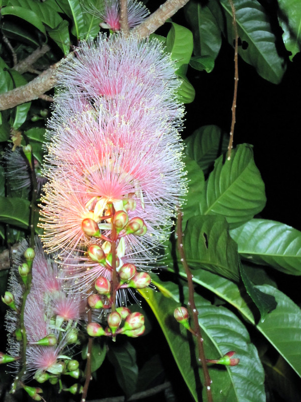 Barringtonia racemosa