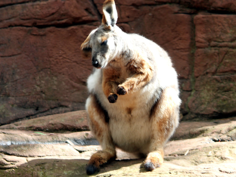 Kangaroo paw