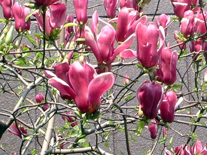 Purple Magnolia 