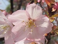 桜 '仙台屋'