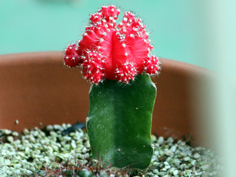 绯牡丹 Gymnocalycium Mihanovichii Var Friedrichii Cv 科技研花图画书