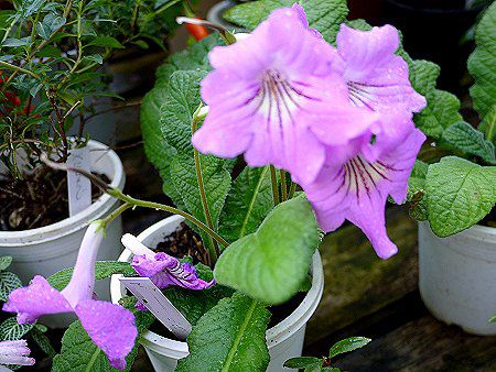 Streptocarpus