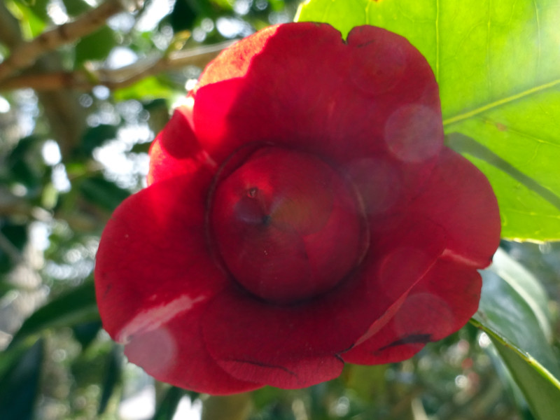 Camellia japonica cv.Konronkoku