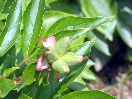 Chinese peony