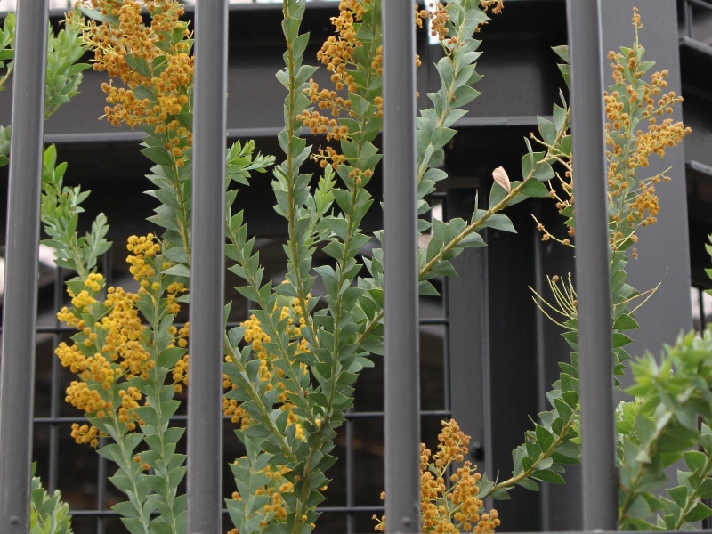 サンカクバアカシア Acacia Cultriformi かぎけん花図鑑