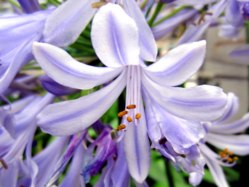 Agapanthus