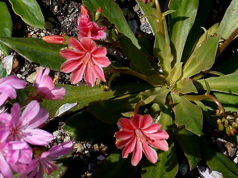 露薇花 Lewisia Cotyledo Erice 科技研花图画书