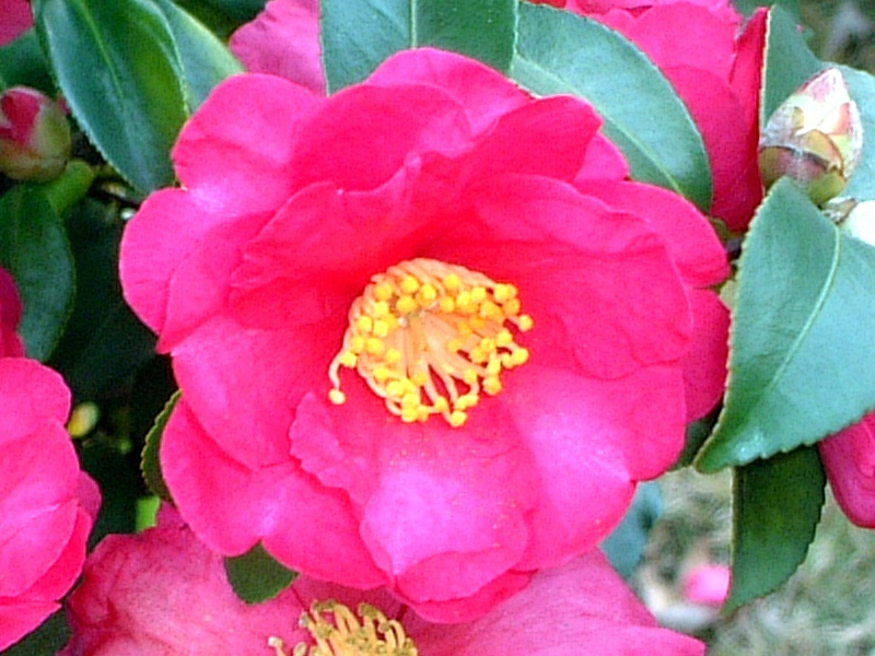 Camellia sasanqua