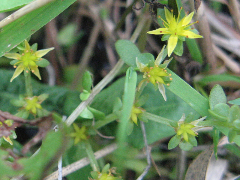 Sedum bulbiferum