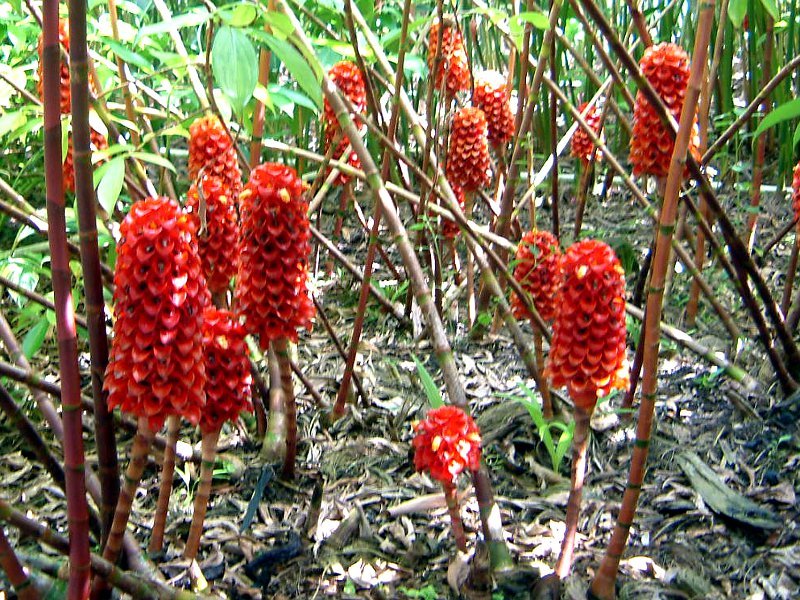 Indonesian wax ginger