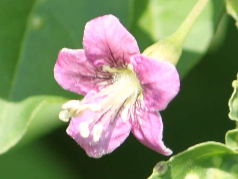 Goji berry