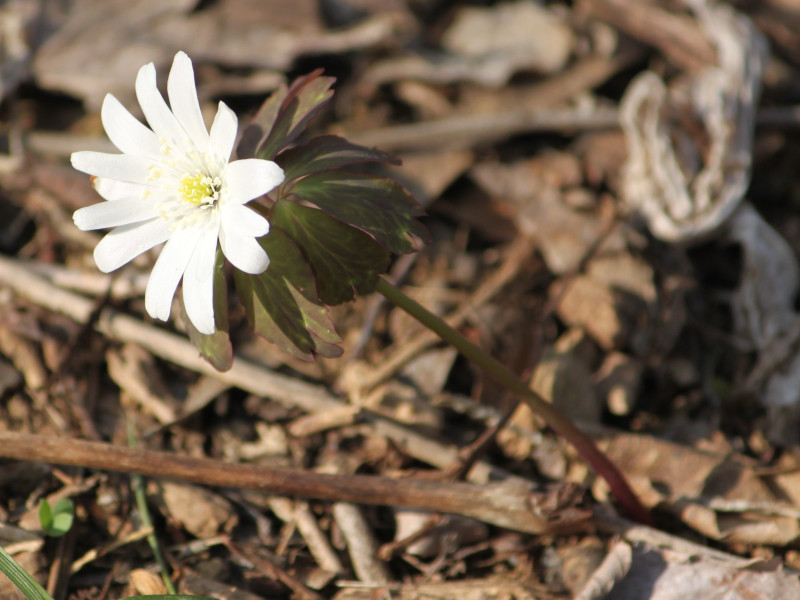 Anemone raddeana