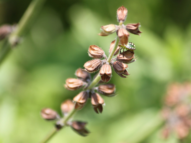 Salvia verbenaca