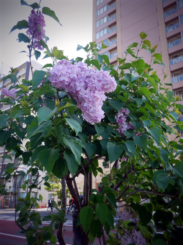 lilac