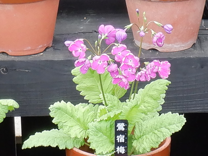 Primula sieboldii  'Ousyukubai'