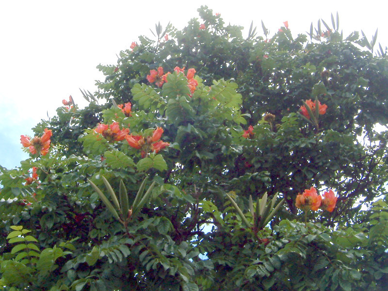 African Tulip Tree