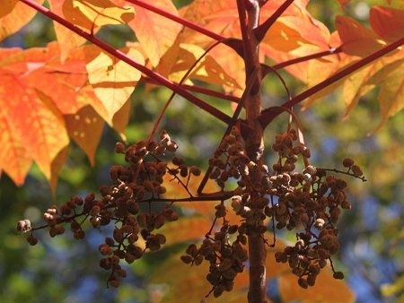 Toxicodendron trichocarpum