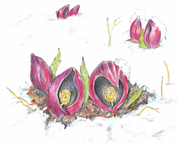 Eastern Skunk Cabbage