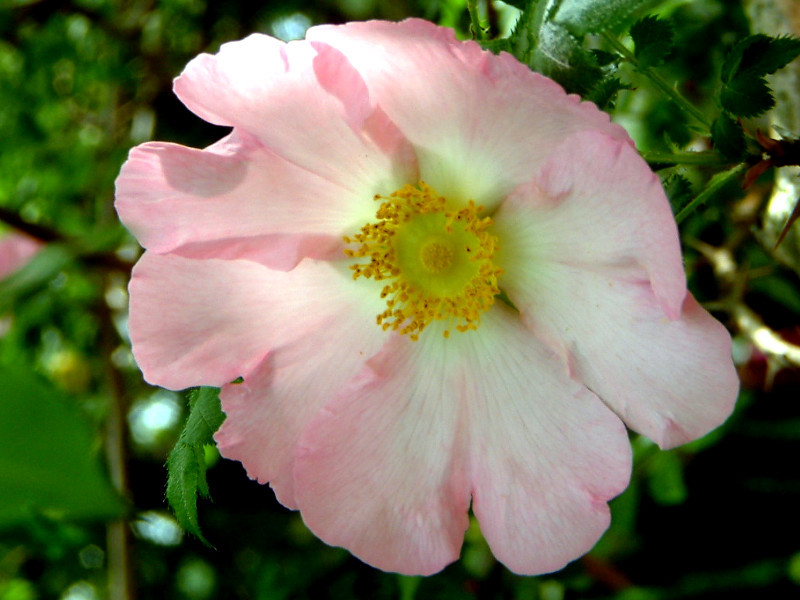 サンショウバラ Rosa Hirtula かぎけん花図鑑