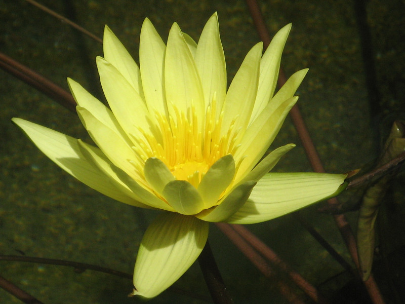 Tropical water lily ' St. louis gold'
