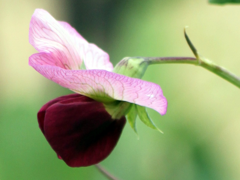 ツタンカーメンのエンドウ Pisum Sativum Pea Of Tutankhamen かぎけん花図鑑