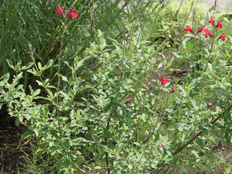 サルビア ミクロフィラ Salvia Microphylla かぎけん花図鑑