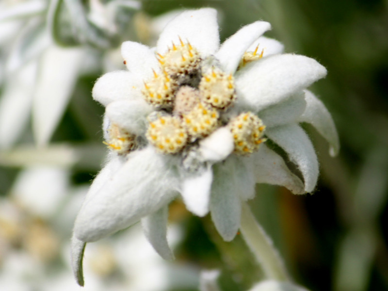 エーデルワイス Leontopodium Alpinum かぎけん花図鑑