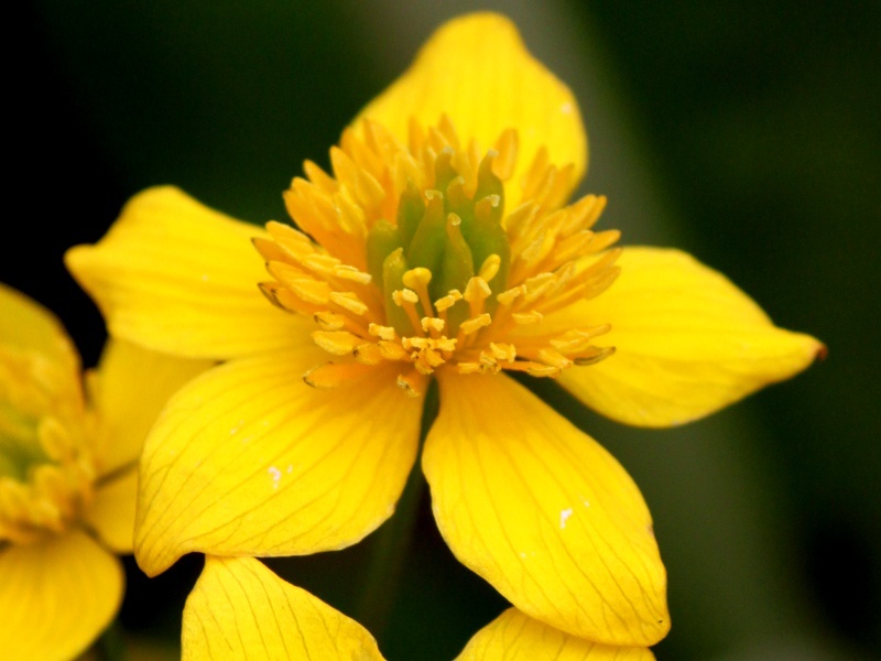 リュウキンカ Caltha Palustris Var Nipponica かぎけん花図鑑