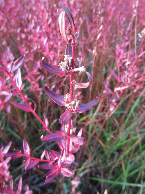 Lythrum anceps