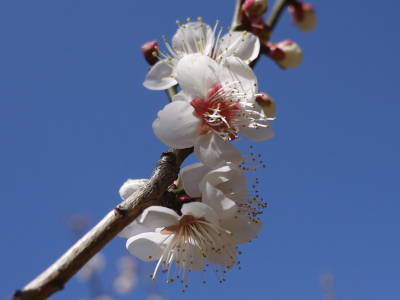 Prunus mume  'Kasugano'