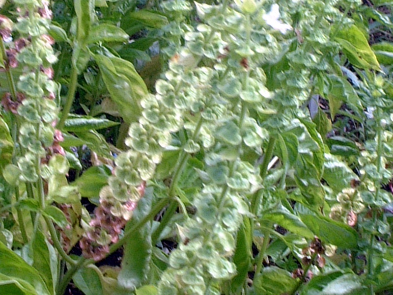 スイートバジル Ocimum Basilicum かぎけん花図鑑