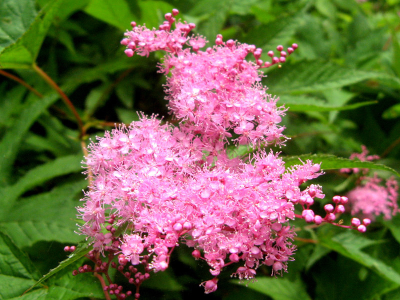 蚊子草 Filipendula Multijuga 科技研花图画书