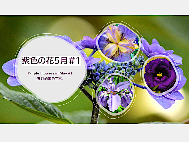 特集5　5月の紫色の花#1