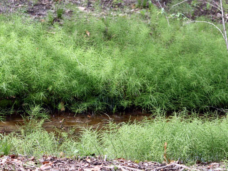 Equisetum arvense