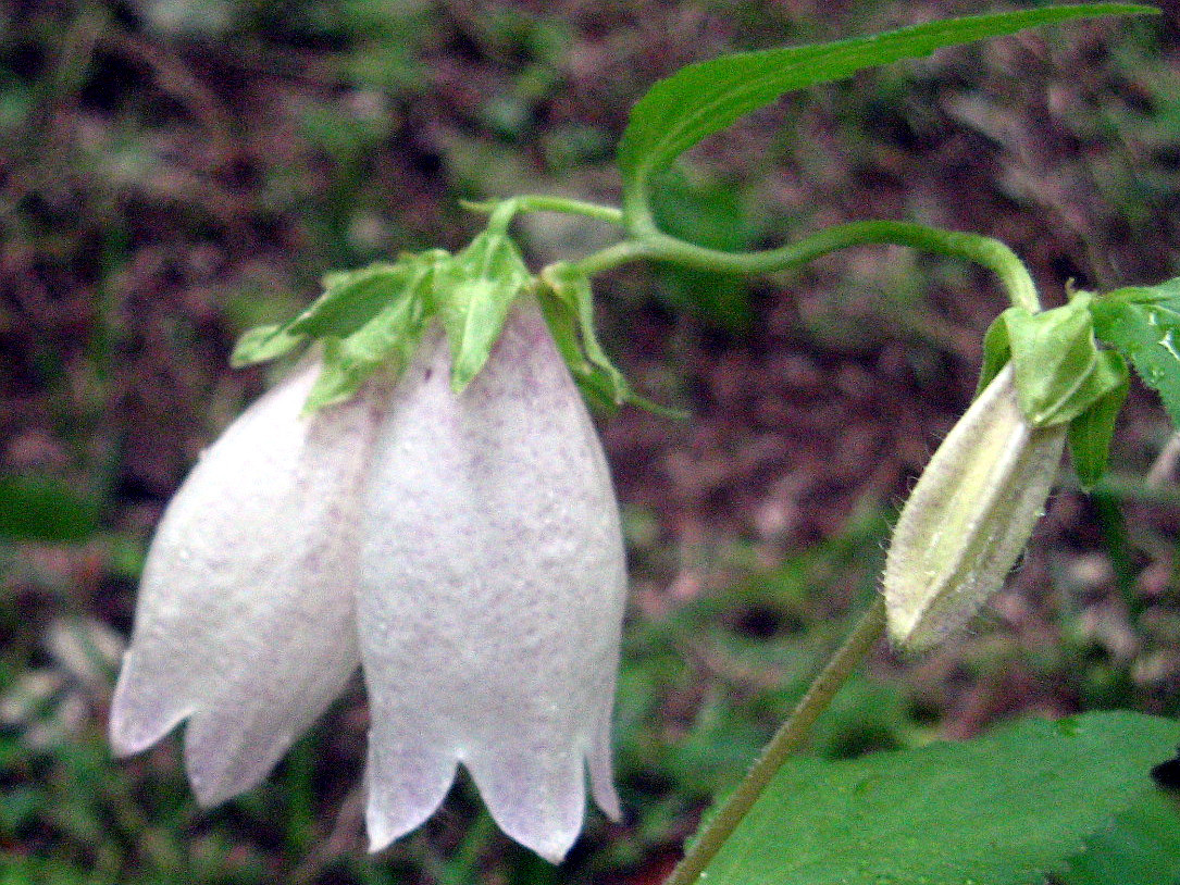 ヤマホタルブクロ Campanula Punctata Var Hondoensis かぎけん花図鑑