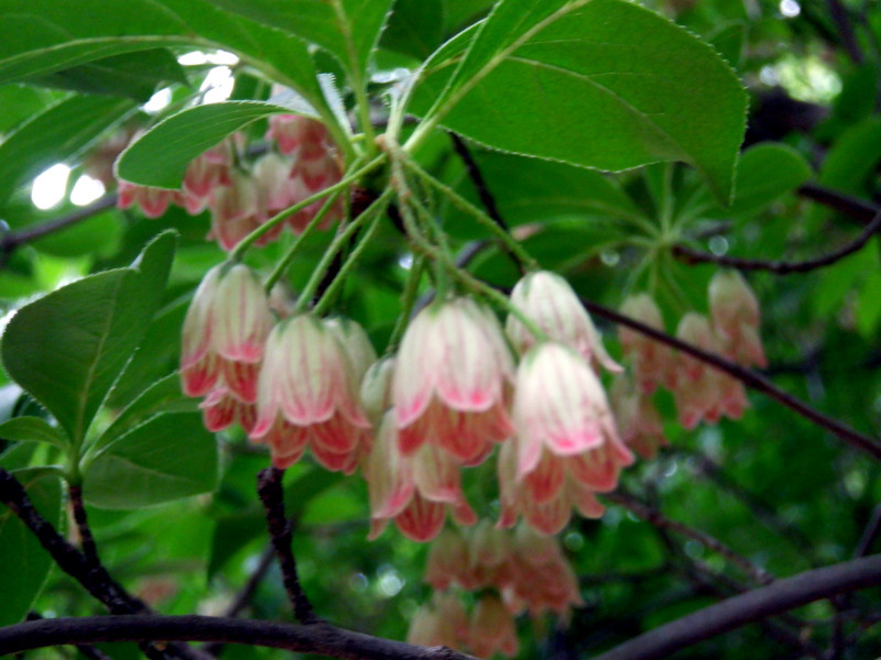 Enkianthus campanulatus