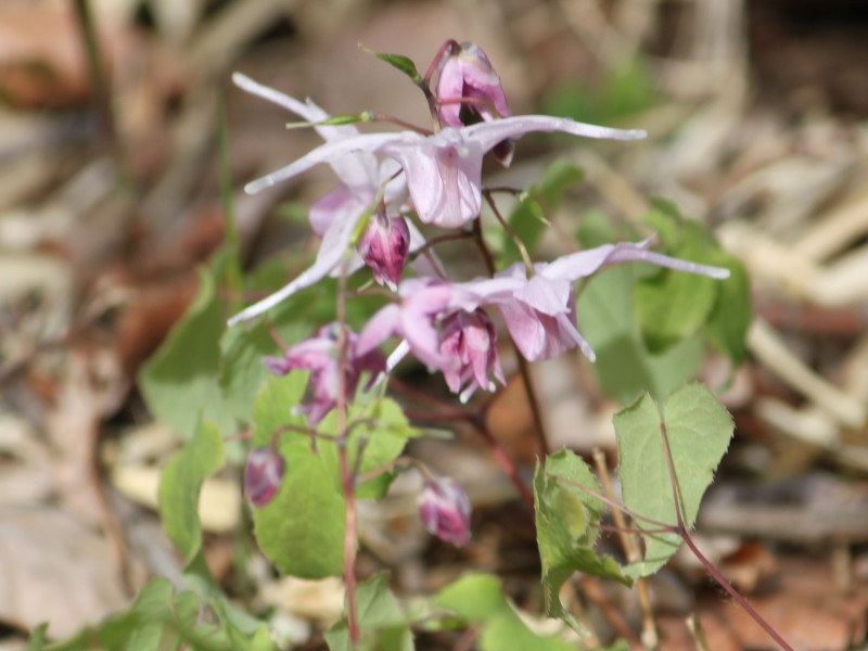 イカリソウ Epimedium Grandiflorum かぎけん花図鑑