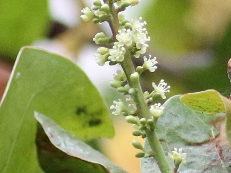 Coccoloba uvifera