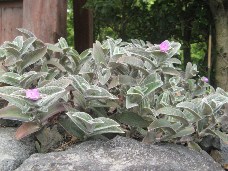 Tradescantia sillamontana