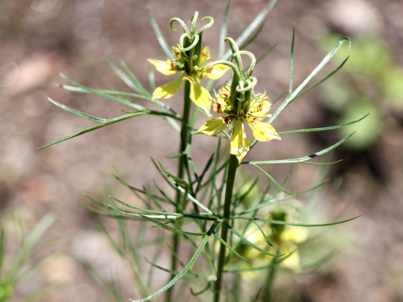 ニゲラ オリエンタリス Nigella Orientalis かぎけん花図鑑