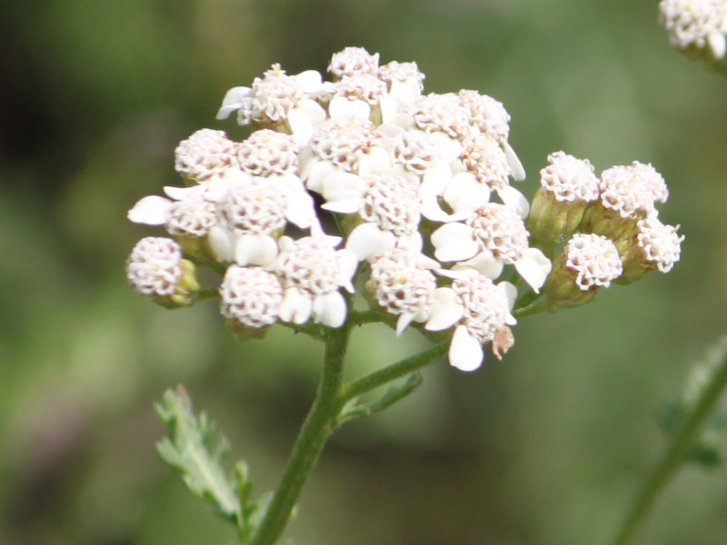 セイヨウノコギリソウ Achillea Millefolium かぎけん花図鑑