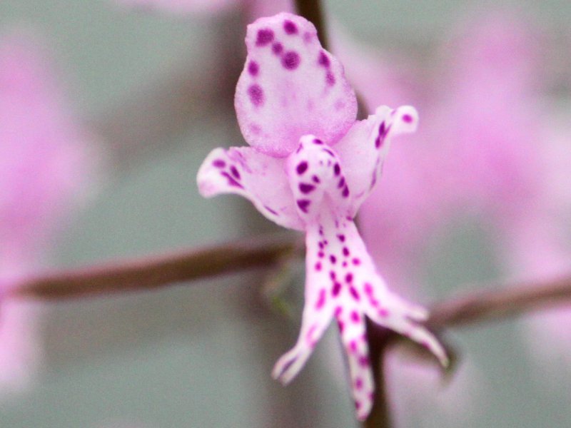 ステノグロティス ロンギフォリア | Stenoglottis longifolia | か