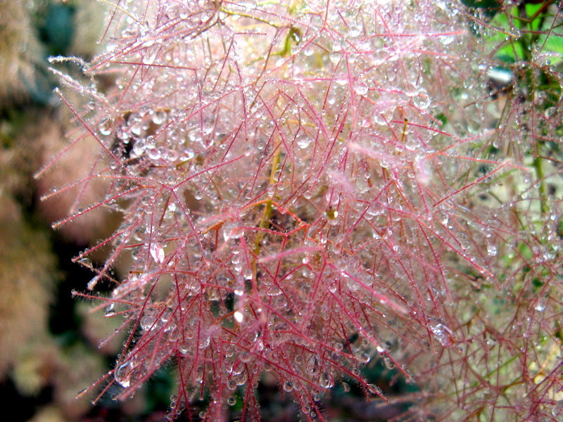 Smoke bush