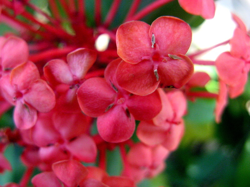 サンタンカ Ixora Chinensis かぎけん花図鑑