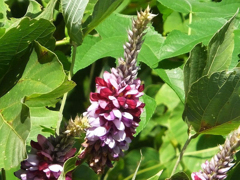 Pueraria montana lobata