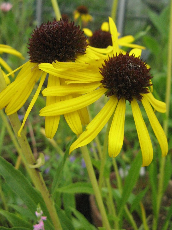 Echinacea paradoxa