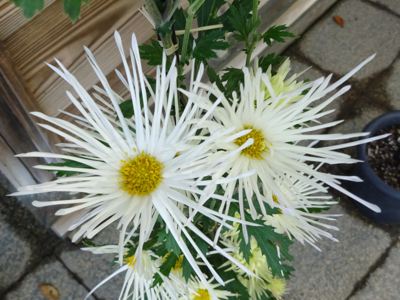 杭白菊 嵯峨菊 Chrysanthemum Morifolium Saga Giku 科技研花图画书