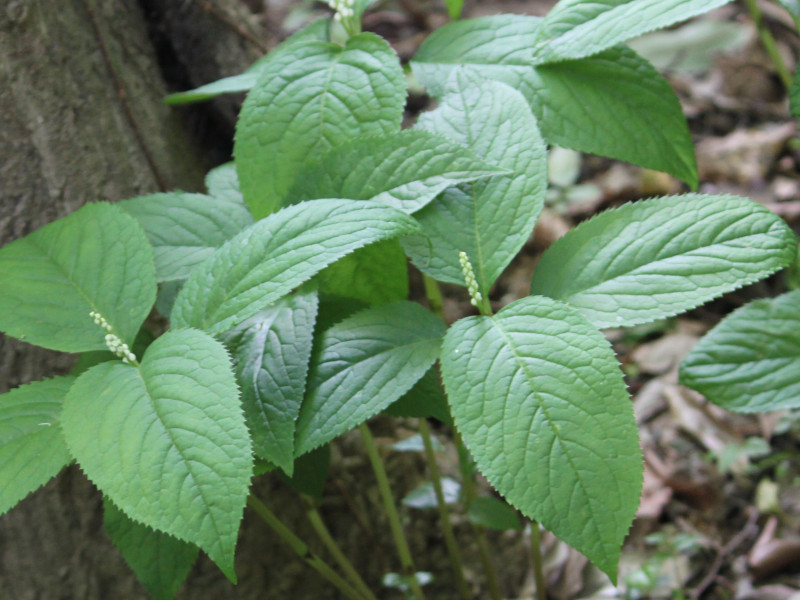 フタリシズカ Chloranthus Serratus かぎけん花図鑑