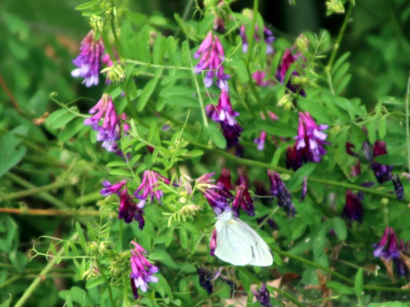 Vicia villosa