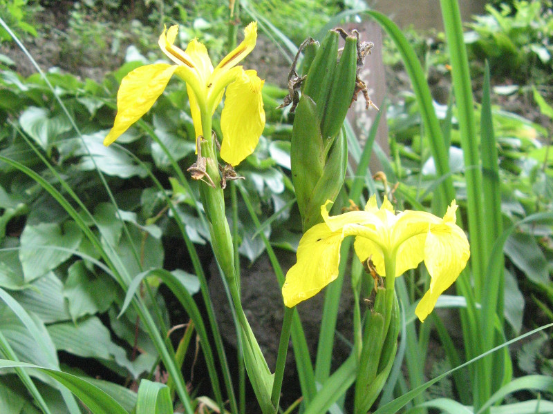 買い物をお Arabia ♡ ボタニカ Iris Pseudacorus キショウブ